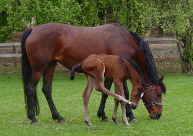 Feeding the Broodmare During Lactation
