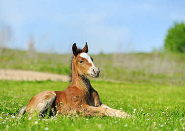 Feeding Foals Through Weaning Time