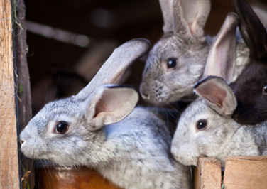 Housing Rabbits in a Rabbit Hutch