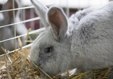 Getting Ready for Showing Rabbits