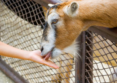 Choosing The Right Goat Feed