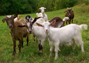 Beginner’s Guide to Goat Farming