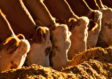 Feeding Your Beef Cattle
