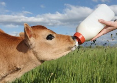 Calf Milk Replacer Buyer’s Guide