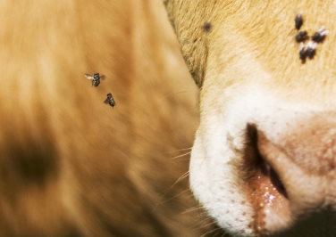 Tips for Fly Control on the Farm