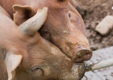 Make a Pig Waterer for Showing Pigs