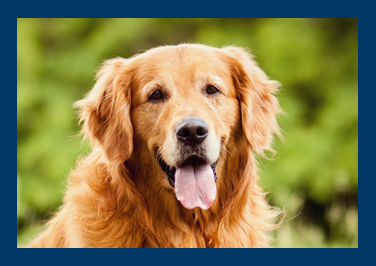 BLUE Life Protection Formula® Wet Dog Food