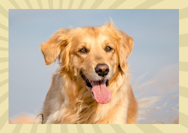 BLUE Basics® Dry Dog Food