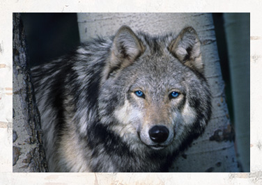 BLUE Wilderness® Dry Dog Food & Treats