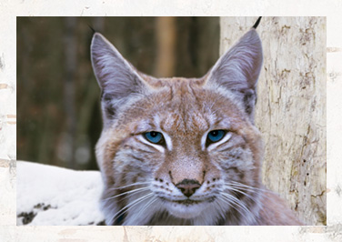 BLUE Wilderness® Dry Cat Food & Treats