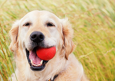 PetSafe® Fence Kits & Accessories 