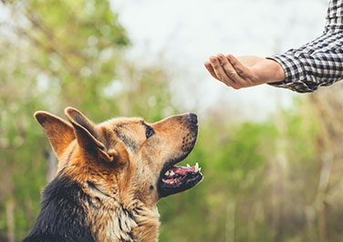 Dog Training Blogs