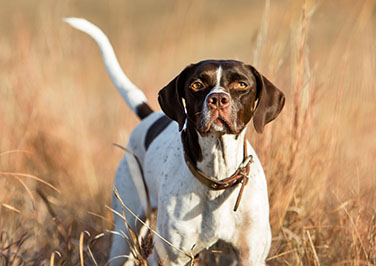 SportDOG® Training Dummies & Check Cord