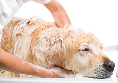 Pet Friendly Shampoo's