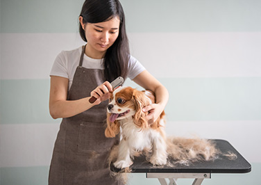 Pet Grooming Supplies