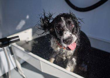 It's Pet Grooming Season!