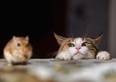 Blog: Managing Cats Around Your Smaller Pets