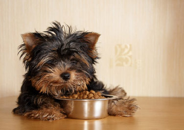 Blog: How to Know if Your Dog Will Like the Taste of His Food
