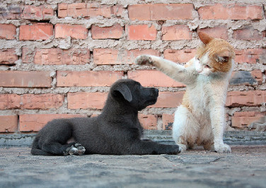 Blog: Introducing a New Dog to Your Pets