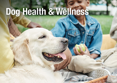 Dog Health & Wellness