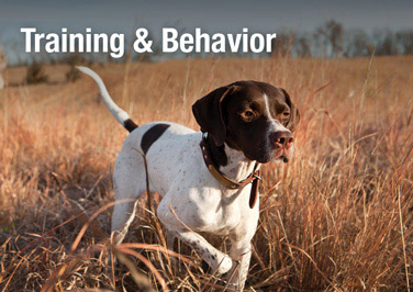 Dog Training & Behavior
