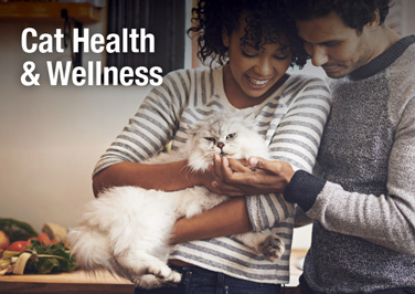 Cat Health & Wellness