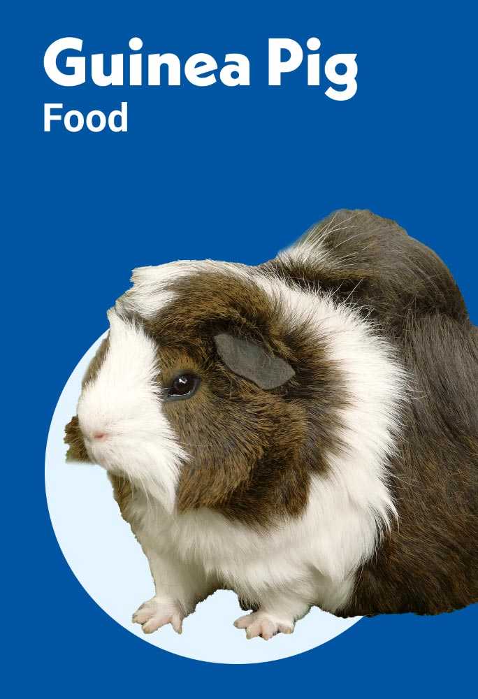 Guinea pig food