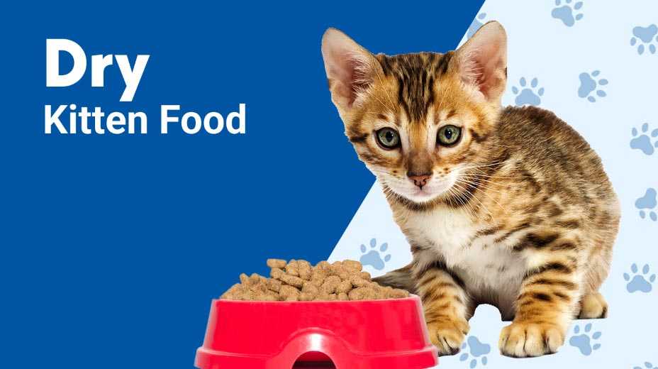 Dry kitten food