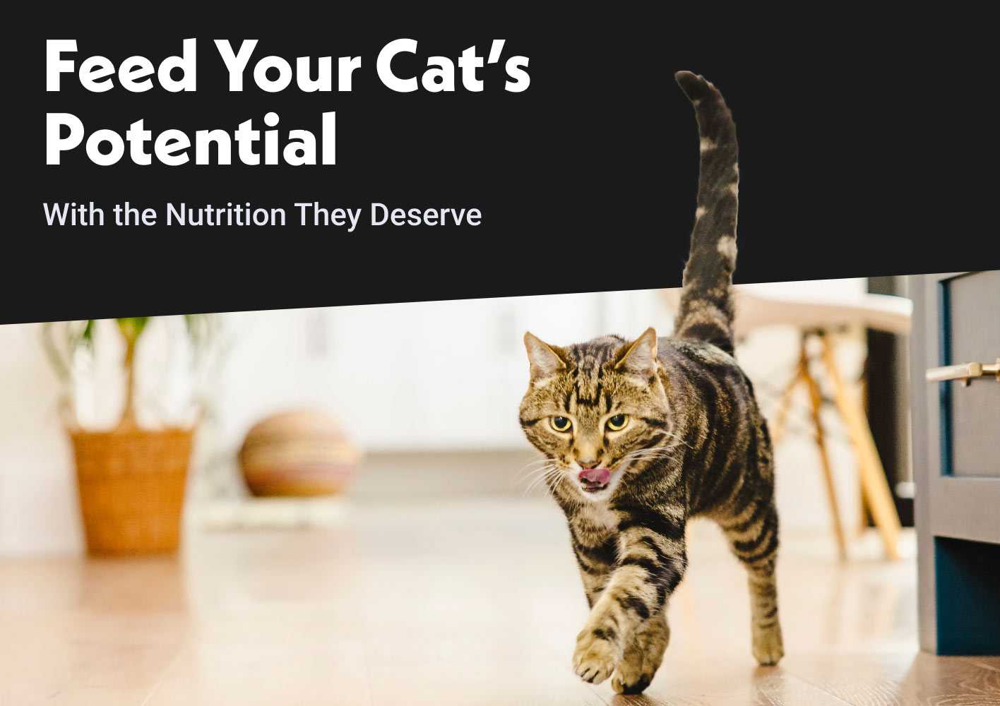 Feed your cat's potential with nutrition they deserve