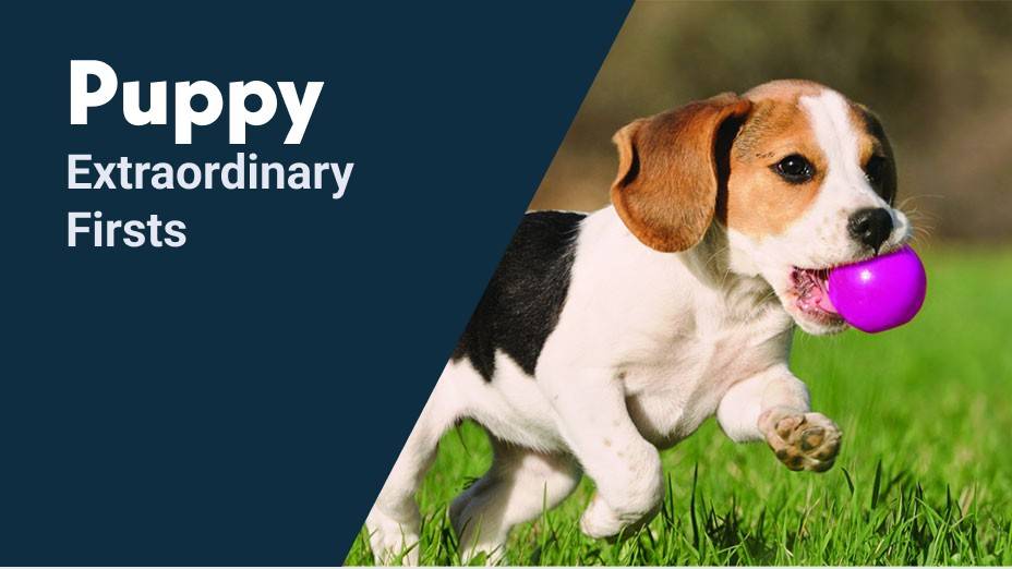 Puppy. Extraordinary firsts.