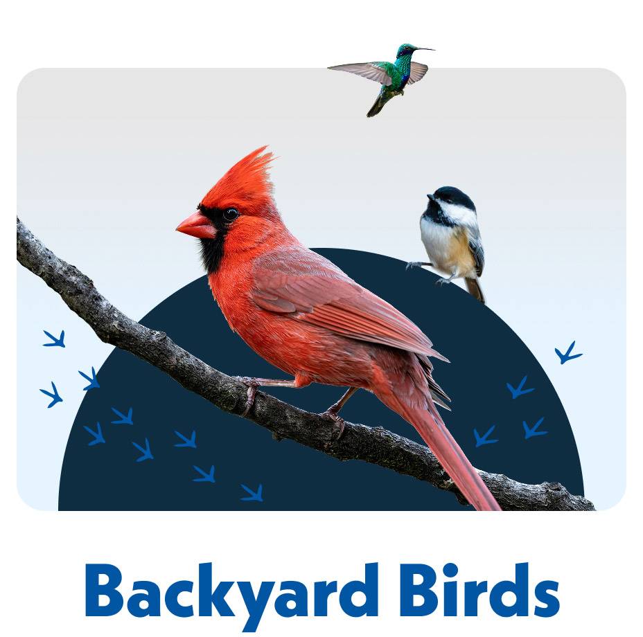 Blain's Backyard Bird Seed and Suet