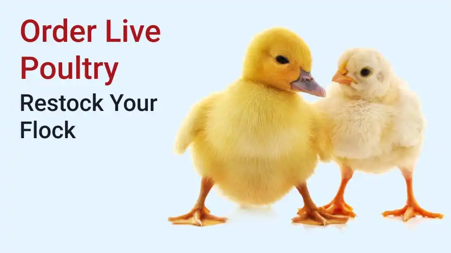 Order live poultry, restock your flock