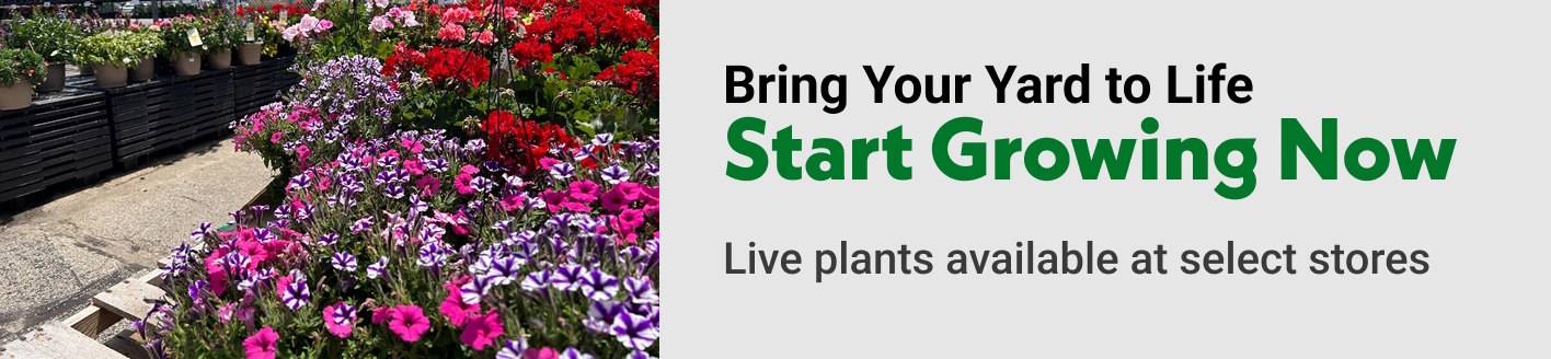 Bring Your Yard to Life Start Growing Now Live plants available at select stores