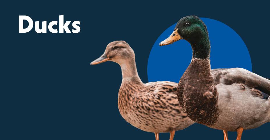 ducks