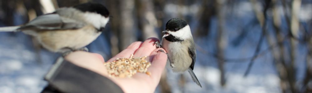 Backyard Birds And Wildlife Supplies | Blain's Farm & Fleet