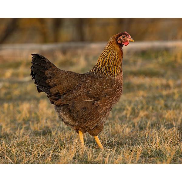 Cackle Hatchery Delaware Cockerel Chicken (Male) - 125M 