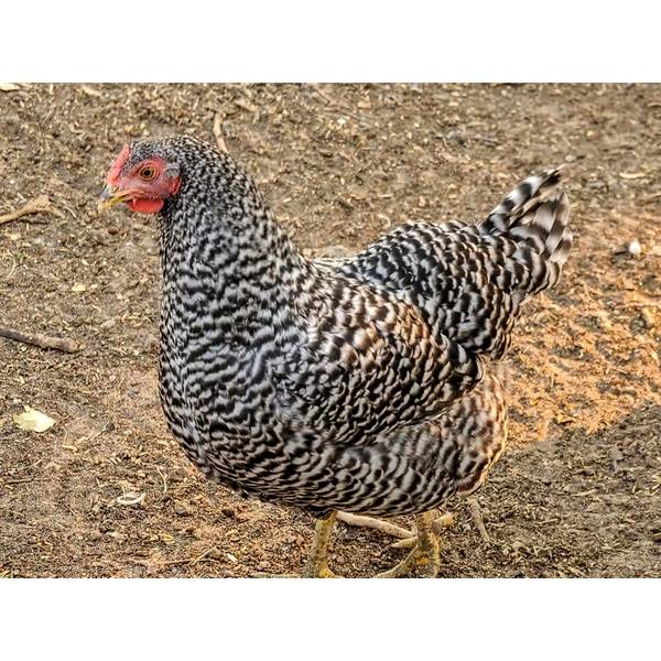 Where to Buy Naked Neck Chickens | eFowl