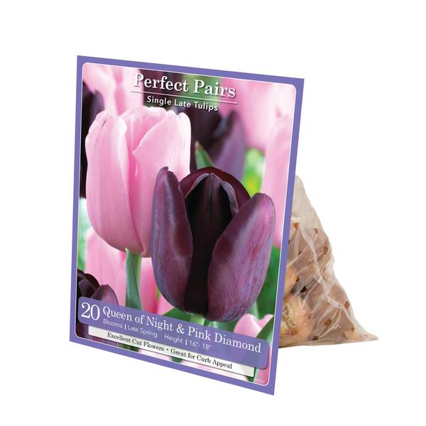 Longfield Gardens 20ct Tulip Queen of Night, Pink Diamond 32100088