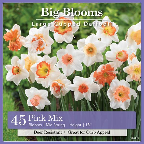 Longfield Gardens 45ct Narcissus Pink Mix 32100054 Blain's Farm & Fleet