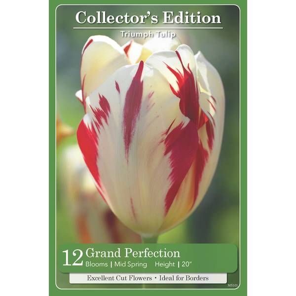Longfield Gardens 12 Count Tulip Grand Perfection 32100115 Blain's