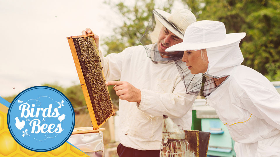 2020: Chat with Beekeeping Experts 