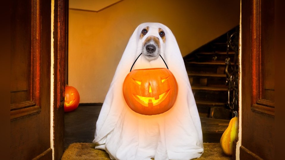 Pet Trick-or-Treat & Costume Contest
